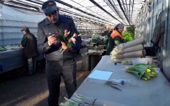 Около 200 тыс. тюльпанов вырастили в Ульяновске к 8 Марта