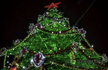 Аукцион на заготовку новогодних елей для госнужд объявили в Чувашии