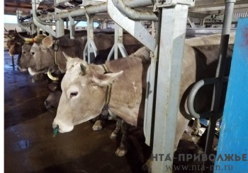 Укрупнение и переработка: тенденции молокопроизводства обсудили в ЗС НО