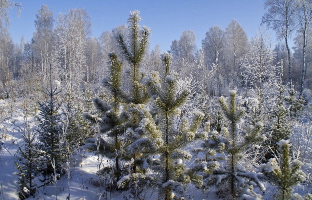 Новогодние ёлки из Ульяновской области отправились в ЛНР и ДНР
