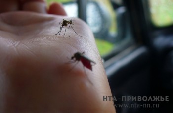 Единичные случаи малярии ежегодно регистрируют в Пензенской области