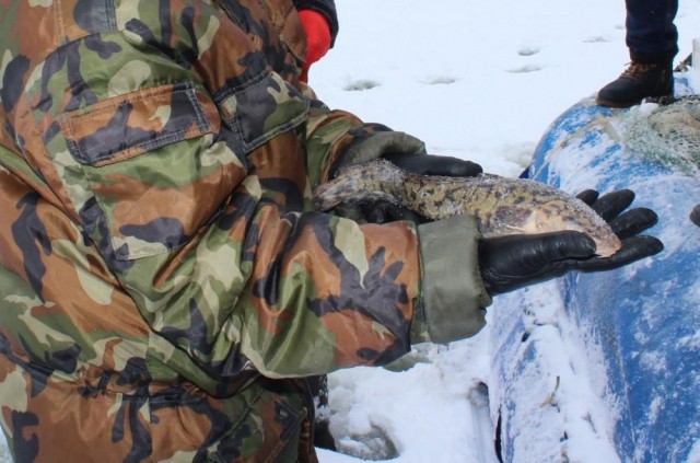 Запрет на вылов налима снят в Нижегородской области Запрет на вылов налима снят в Нижегородской области