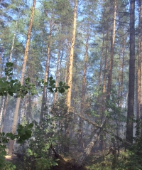 На юго-западе Нижегородской области 12-15 мая ожидается высокая пожароопасность лесов и торфяников – Верхне-Волжское УГМС