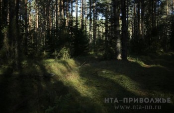 3 тыс. км противопожарных полос обновят в лесах Чувашии