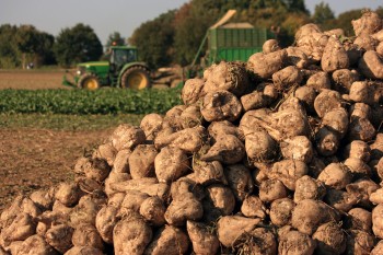 Нижегородские сельхозпроизводители стали победителями конкурса &quot;Лучшее свеклосеющее хозяйство России 2020 года&quot;