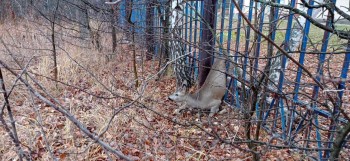 Застрявшую в заборе рядом со школой косулю освободили в Шатковском районе