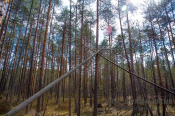 188 фотоловушек против "чёрных лесорубов" установят в Ульяновской области