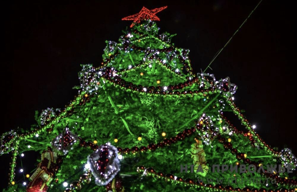 Аукцион на заготовку новогодних елей для госнужд объявили в Чувашии