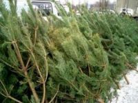 Операция по пресечению незаконных порубок деревьев хвойных пород будет проходить в Нижегородской области до 31 декабря