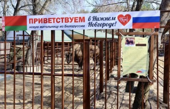 Самку зубра из Беларуси встретили в нижегородском зоопарке