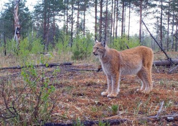 Фотоловушки в Керженском заповеднике зафиксировали рысь и бурого медведя (ВИДЕО)