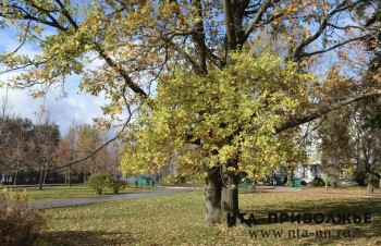 Контроль за оборотом древесины усилили в Чувашии Контроль за оборотом древесины усилили в Чувашии