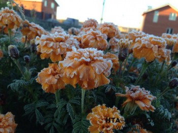 Заморозки на почве до -1 прогнозируются в Ульяновской области