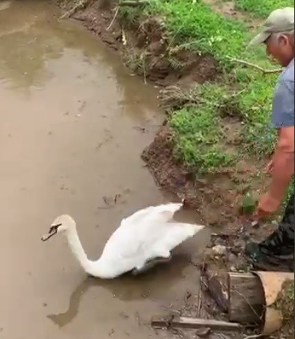 Лебедя-шипуна с повреждённым крылом спасли в Татарстане (ВИДЕО)