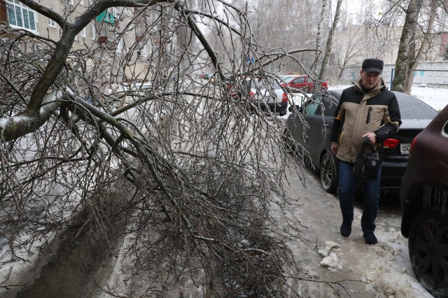 Рекордные 575 деревьев упали в Нижнем Новгороде из-за ледяного дождя