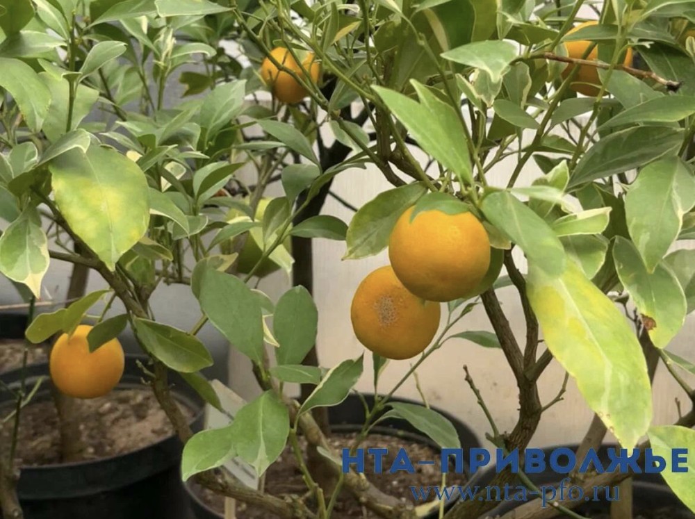 Самарские "Жигулевские сады" получили ₽21 млн на выведение плодовых культур