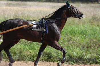 Советским тяжеловозам Починковского конезавода грозит убой