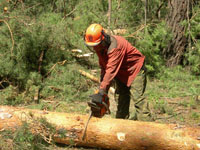 В Нижегородской области в 2008 году на аукционах реализовано более 800 тыс. куб. м древесины