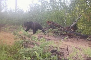 Влияние горельников на животных исследуют в Керженском заповеднике