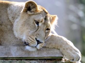 СК проводит проверку по факту нападения львицы на нетрезвого работника нижегородского зоопарка