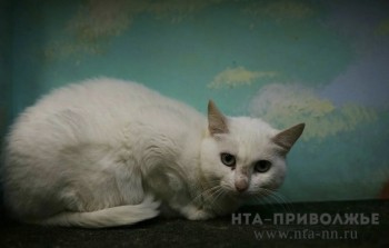 Закон об обращении с бездомными животными изменили в Оренбуржье