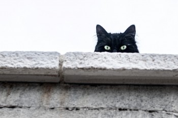 Чёрная кошка доставляла наркотики в казанскую колонию