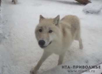 Бастрыкин затребовал доклад по нападению алабая на женщину в Ульяновске Бастрыкин затребовал доклад по нападению алабая на женщину в Ульяновске