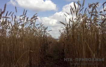 Аграрии Оренбурга собрали почти 6 тыс. тонн зерна с начала уборочной Аграрии Оренбурга собрали почти 6 тыс. тонн зерна с начала уборочной