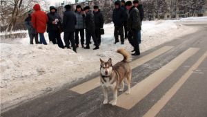 Оценка "удовлетворительно" дана за качество зимнего содержания  территорий Калининского р-на Чебоксар 