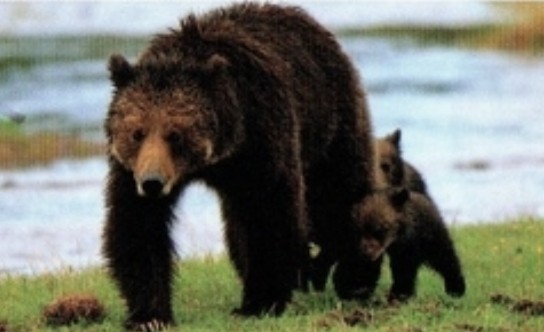 Медведя отогнали с улицы Варнавина в Нижегородской области