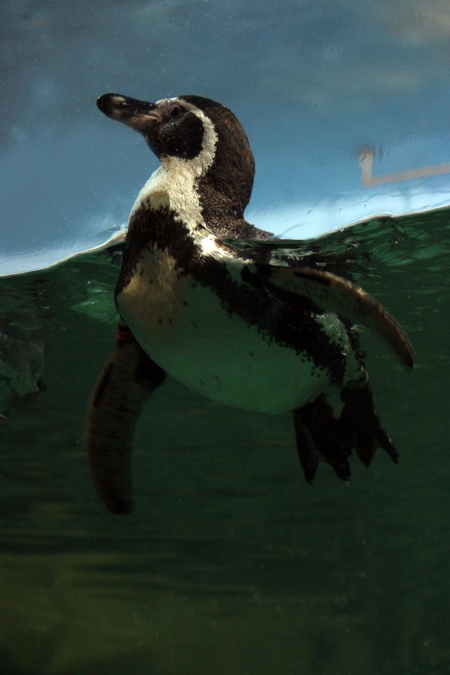 Пингвины Гумбольдта поселились в нижегородском зоопарке