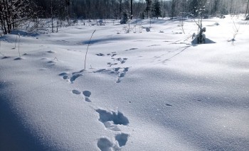 В Нижегородской области стартовал зимний учёт охотресурсов