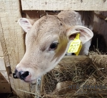 Животноводческие предприятия Приволжья нарастили выпуск в конце 2025 года