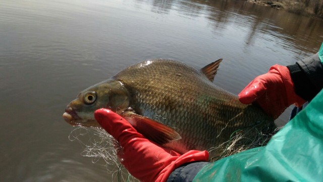 Сезон рыбалки официально открыт в Нижегородской области