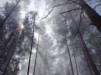 В Нижегородской области 9-12 июля сохранится высокая пожароопасность лесов и торфяников - МЧС

