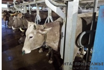 Фантомную ферму по разведению КРС обнаружили в Мордовии