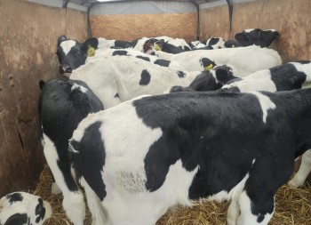 Нелегальную перевозку 20 голов КРС в Ульяновскую область пресекли в Мордовии