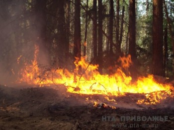 Площадь лесного пожара в Самарской области выросла до 57 га