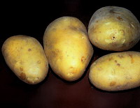 В Н.Новгороде за 2 недели цена на картофель выросла более чем на 23% – НУ ФАС 