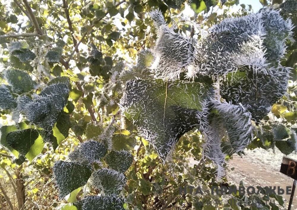 Заморозки -5 °С ожидают жителей Саратовской области 2 октября