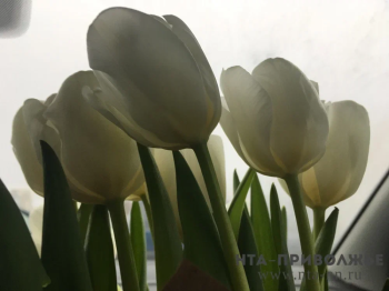 Ульяновских женщин в День всех влюбленных порадуют 1,5 тыс тюльпанов