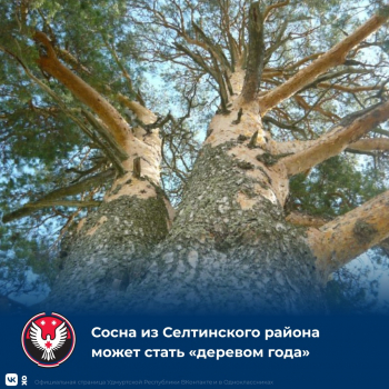 Сосна из Селтинского района представит Удмуртию на конкурсе &quot;Российское дерево года – 2023&quot;