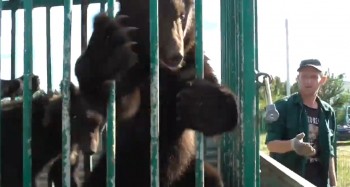 Медвежат из нижегородского зоопарка &quot;Мишутка&quot; поселили в Керженском заповеднике (ВИДЕО)