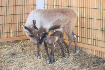 Детеныши дикобразов, альпак, оленей и носух родились в нижегородском зоопарке в майские праздники