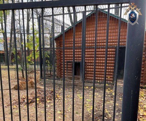 Управляющий зоопарка в Балахне пойдёт под суд за нападение львицы на сотрудницу