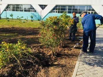 Около 300 кустов роз высадят в чебоксарском этнокомплексе "Амазония"