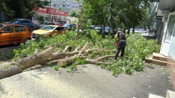 Более 30 падений деревьев зафиксировано после разгула стихии в Саратове