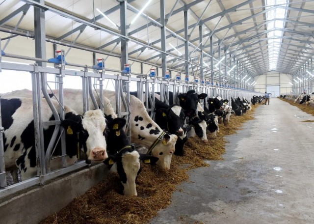 Три новые животноводческие фермы открылись в Удмуртии