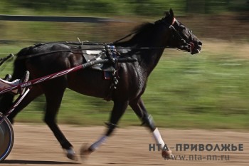 Жительница Дзержинска предстанет перед судом за жестокое обращение с лошадьми