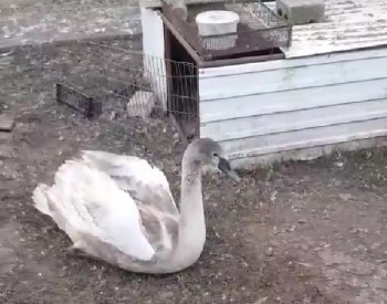 Отставший от стаи лебедь-шипун перезимует в Ульяновском зоопарке (ВИДЕО)